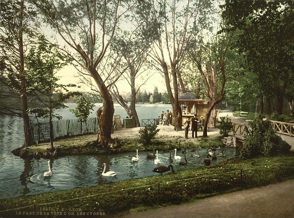 Lyon. Le parc Tête d'Or, les cygnes, vers 1890